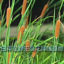 花卉世界網(wǎng) 白洋淀野生荷花種植基地產(chǎn)品展示