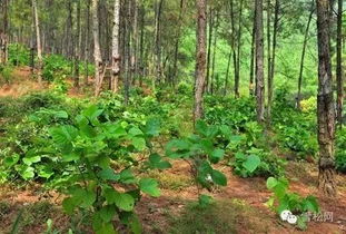 林下中藥材品種大全與種植技術(shù) 實(shí)現(xiàn)生態(tài)與經(jīng)濟(jì)雙贏的綠色路徑