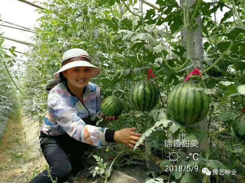 錦霞甜美 水果商與超市專用精品禮品西瓜的365天種植指南