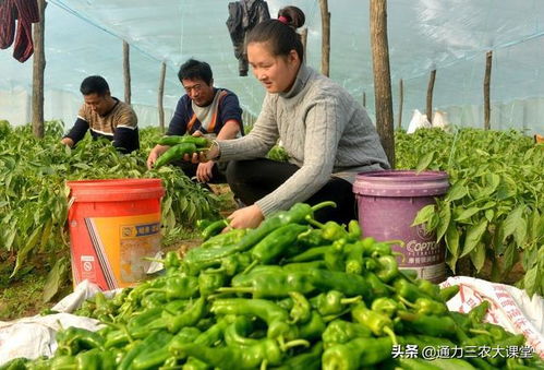 暖棚辣椒膨果增產(chǎn)必備葉面肥 防病轉(zhuǎn)色、畝增產(chǎn)280斤的關(guān)鍵方案