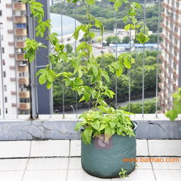 新園藝產(chǎn)品 圓形種植袋——便捷美觀實(shí)用的種植之選