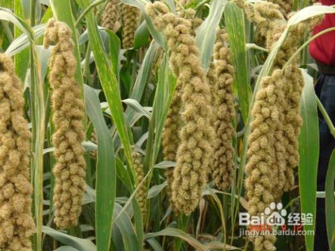 補(bǔ)腎，從大自然中汲取力量——春季種植食材進(jìn)補(bǔ)指南